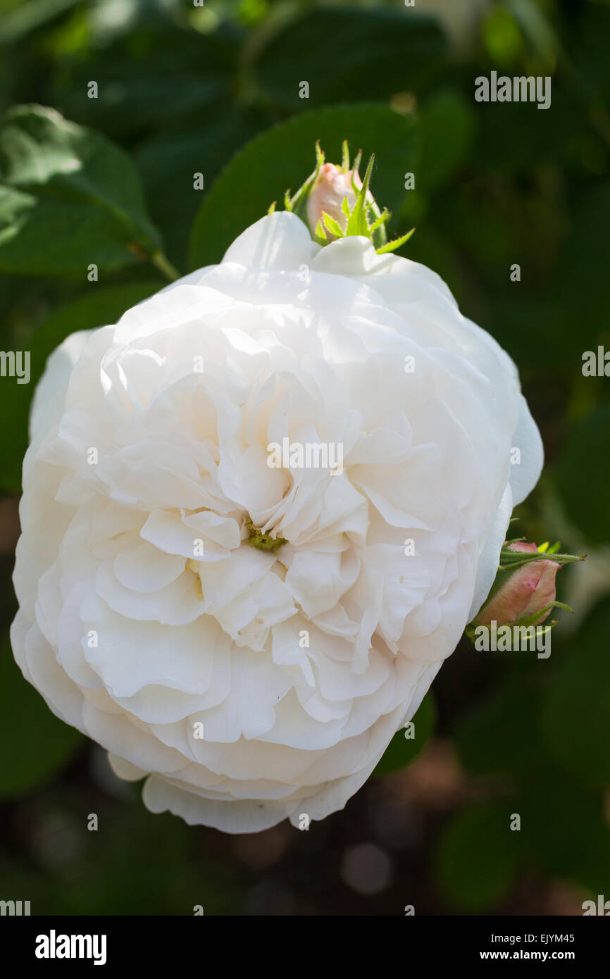 Rosa Madame Zoetmans, Damask rose Stock Photo Alamy