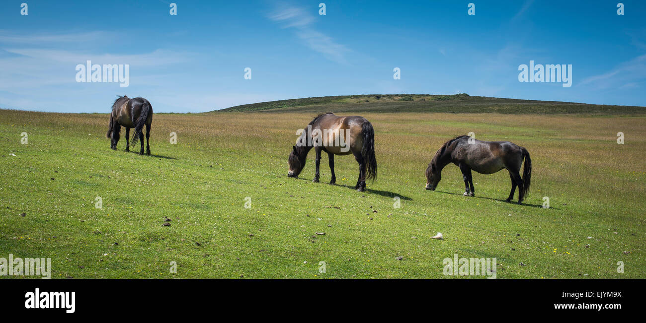 Three ponies grazing on beautiful Exmoor hills Stock Photo