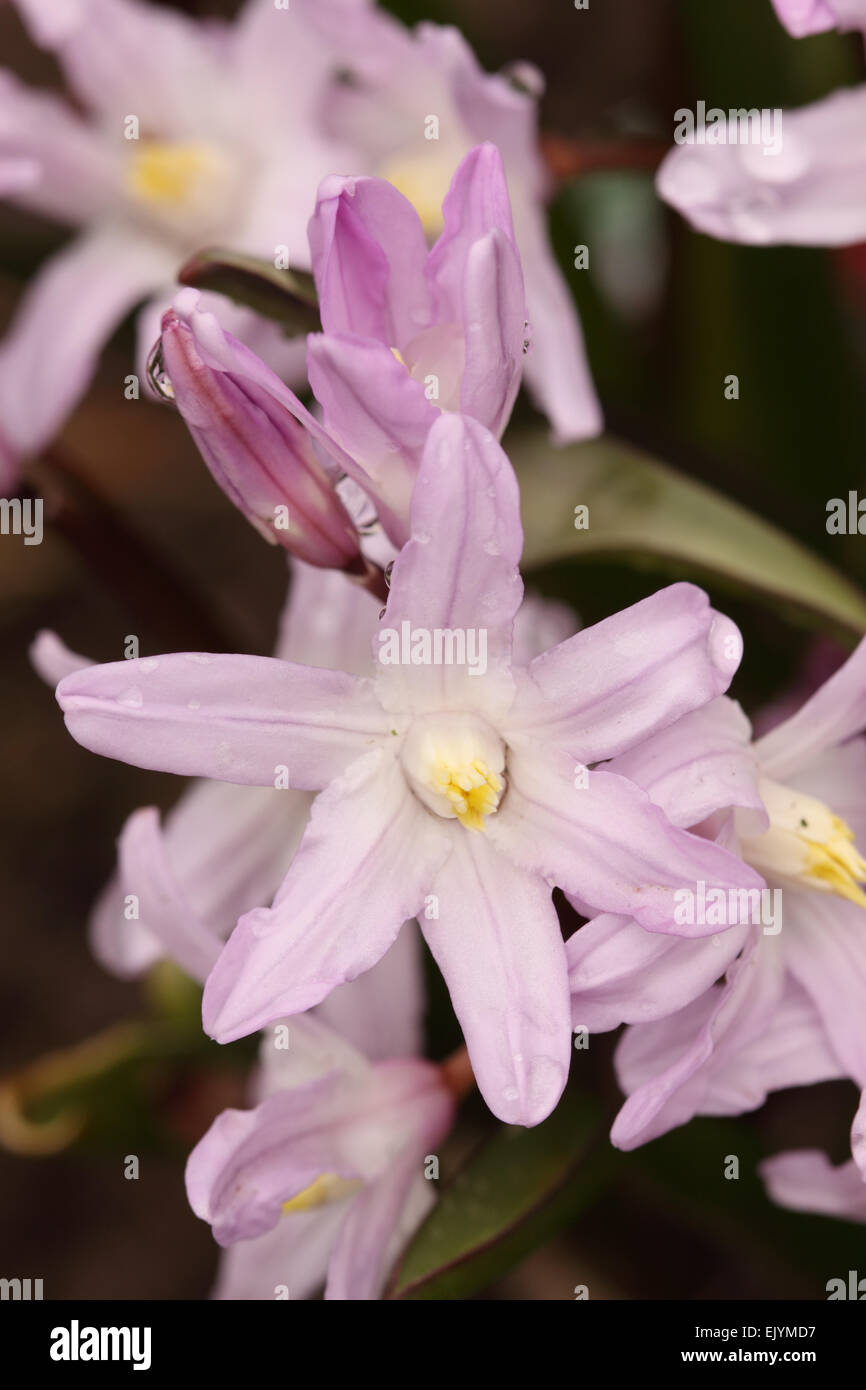 Scilla bifolia variant Rosea starry flower that blooms in March and April in the UK Stock Photo