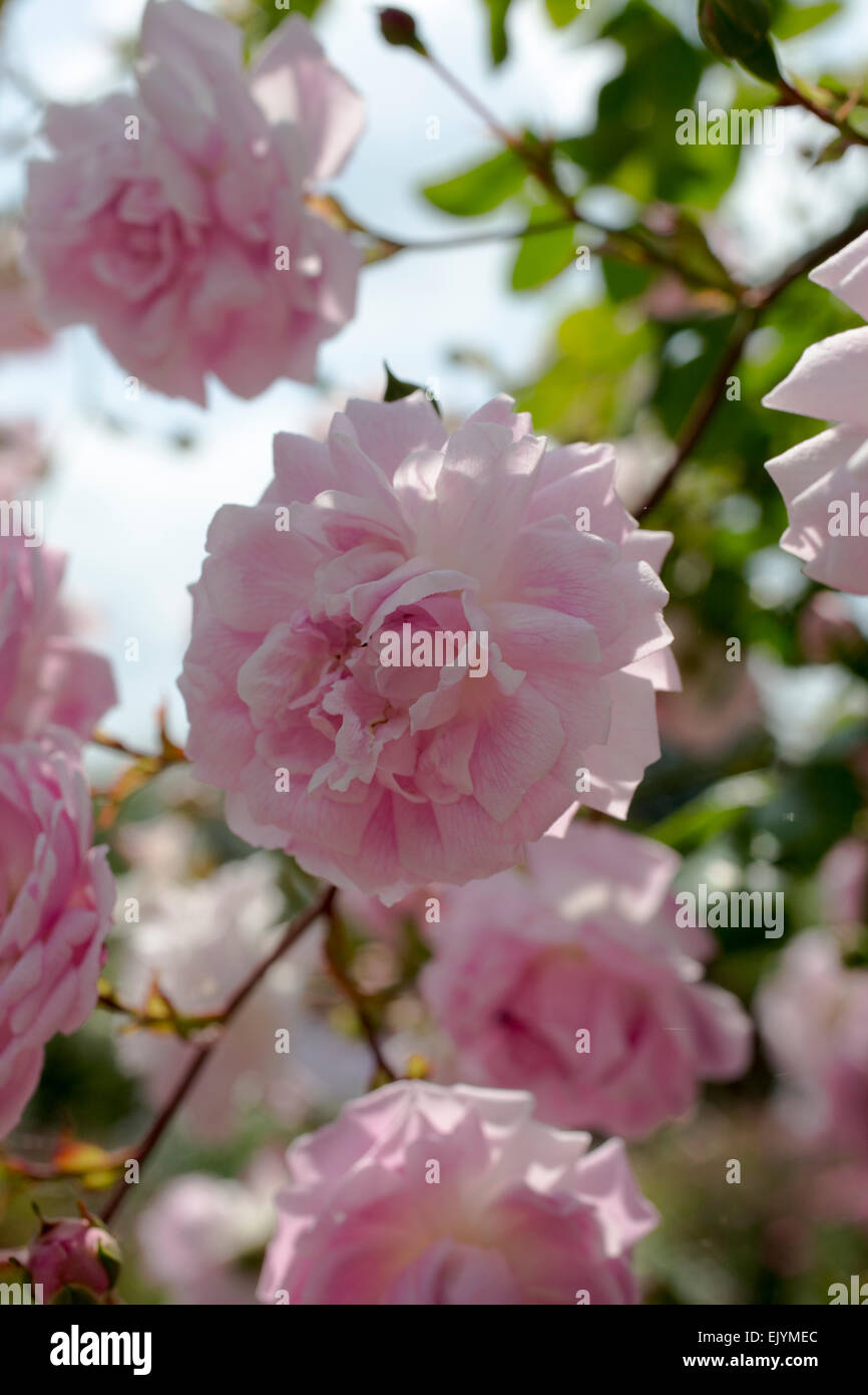 Debut Picture Roses Debutante hi-res stock photography and images - Alamy