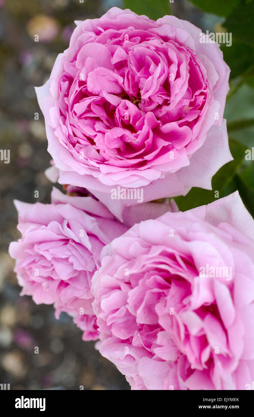 Rosa Comte de Chambord, Portland rose Stock Photo