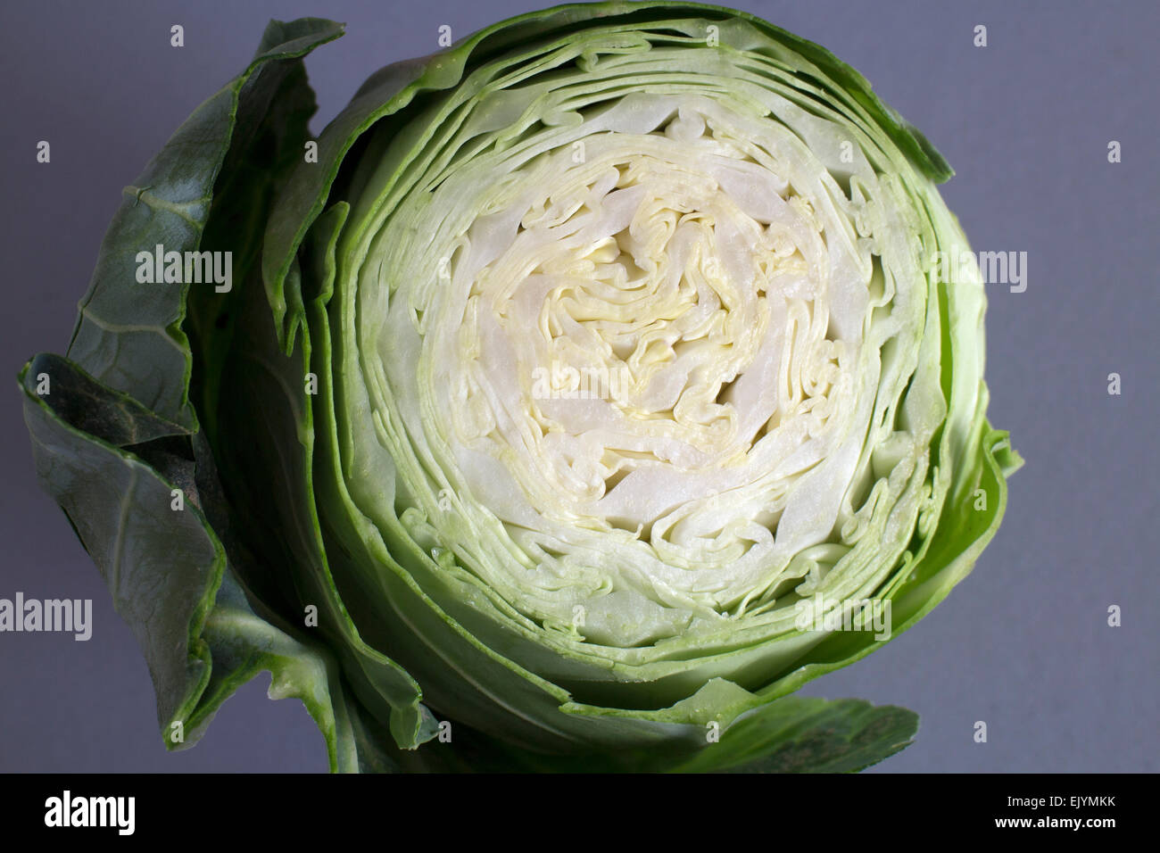 A Sweetheart cabbage, cross-section from top Stock Photo