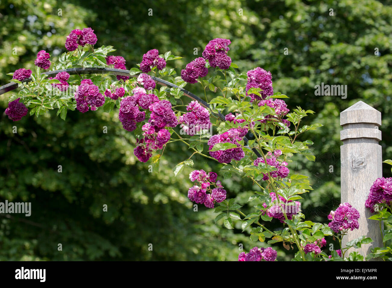 Magenta Rose High Resolution Stock Photography and Images - Alamy