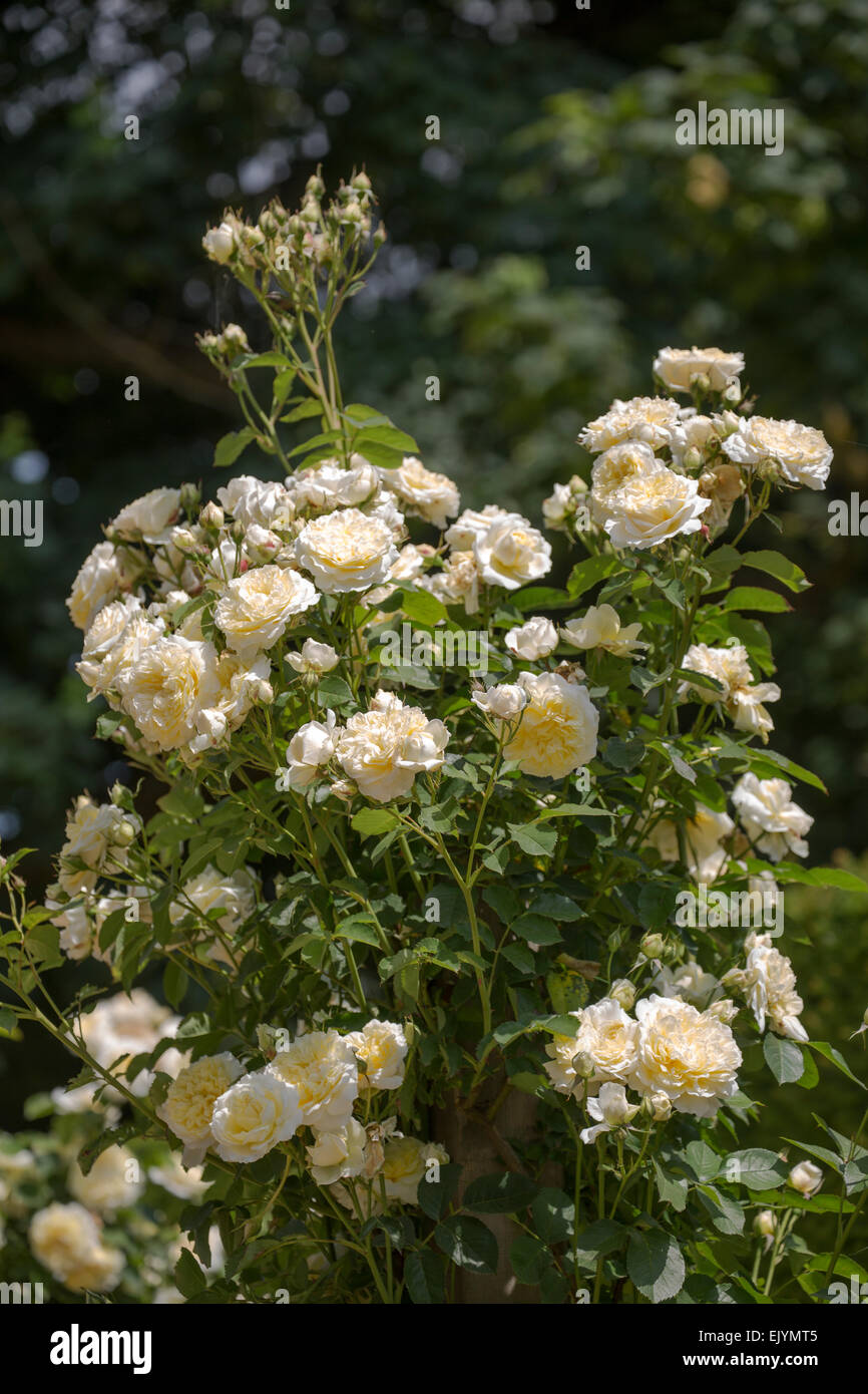 Rosa The Pilgrim, David Austin English Rose Stock Photo