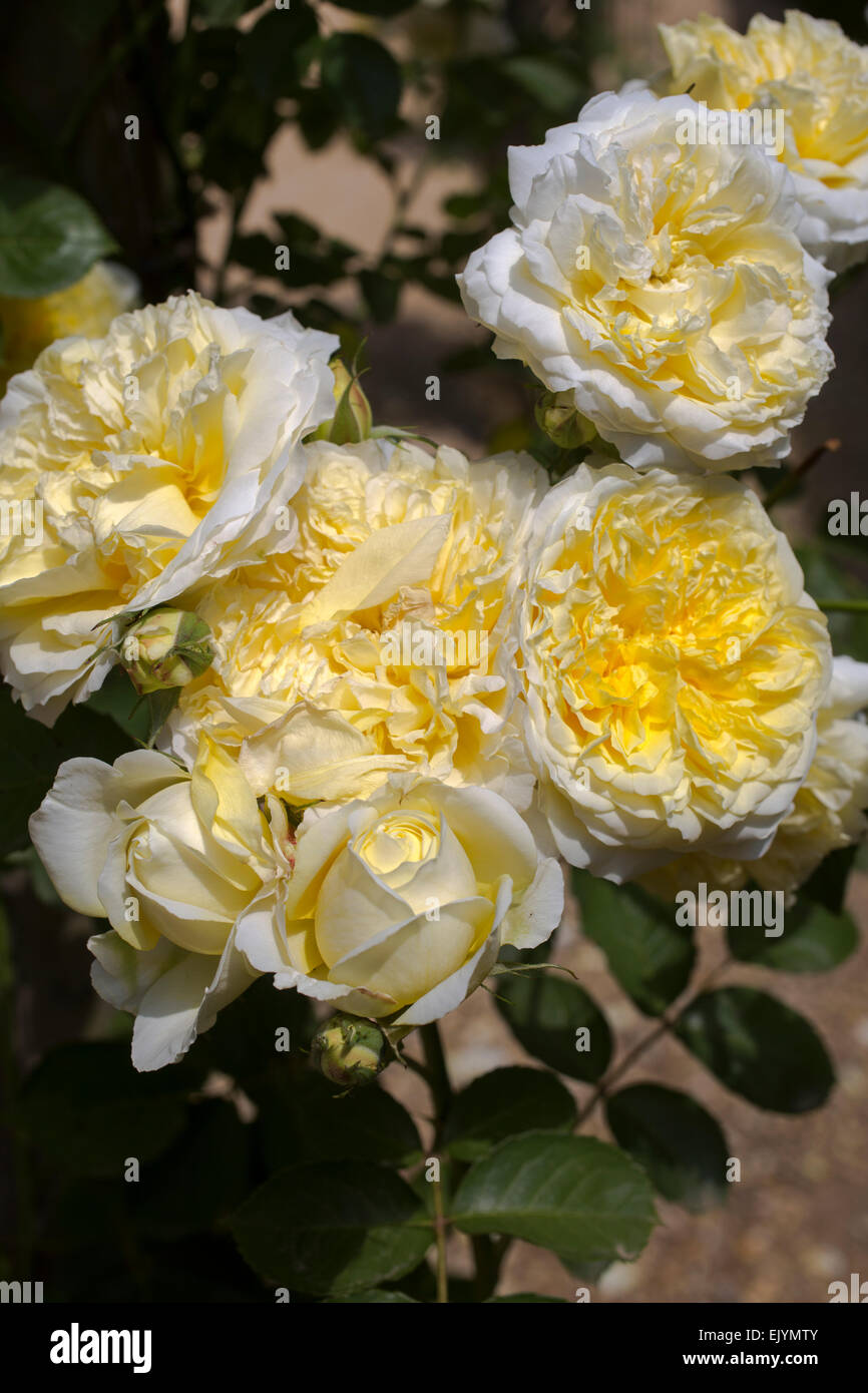 Rosa The Pilgrim, David Austin English Rose Stock Photo