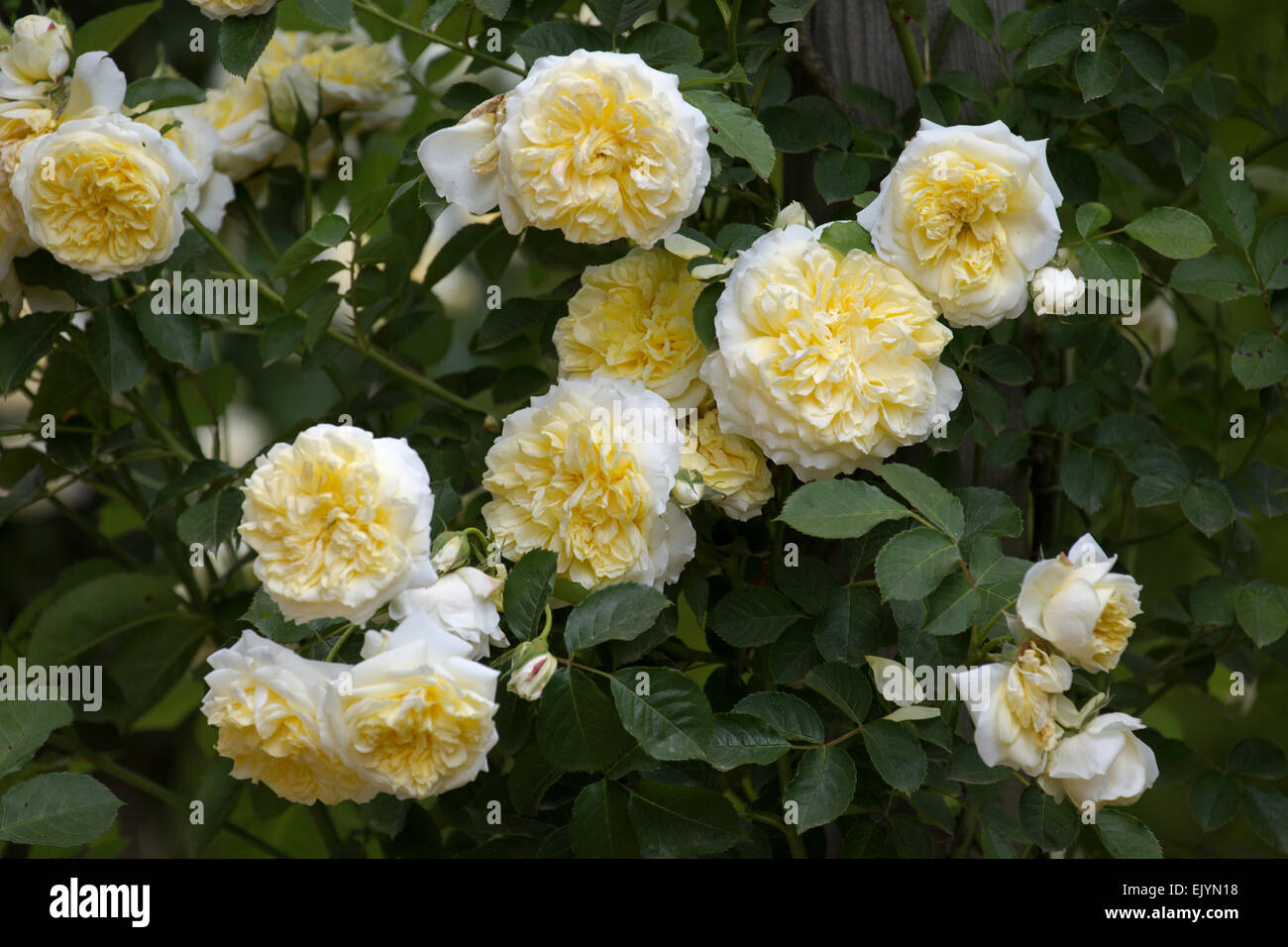 The pilgrim rose hi-res stock photography and images - Alamy