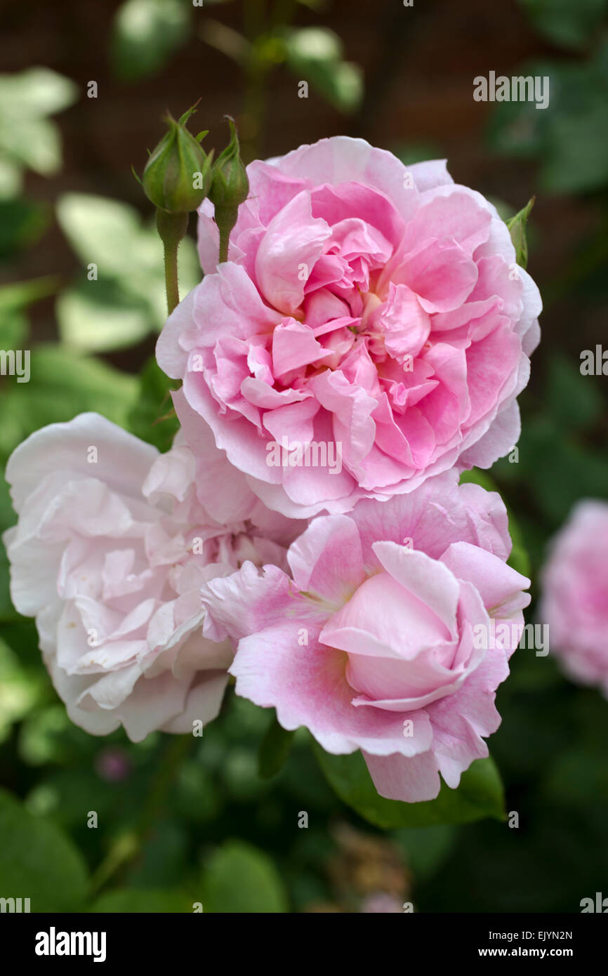 Rosa Cottage Rose, shrub rose, David Austin English Rose Stock Photo