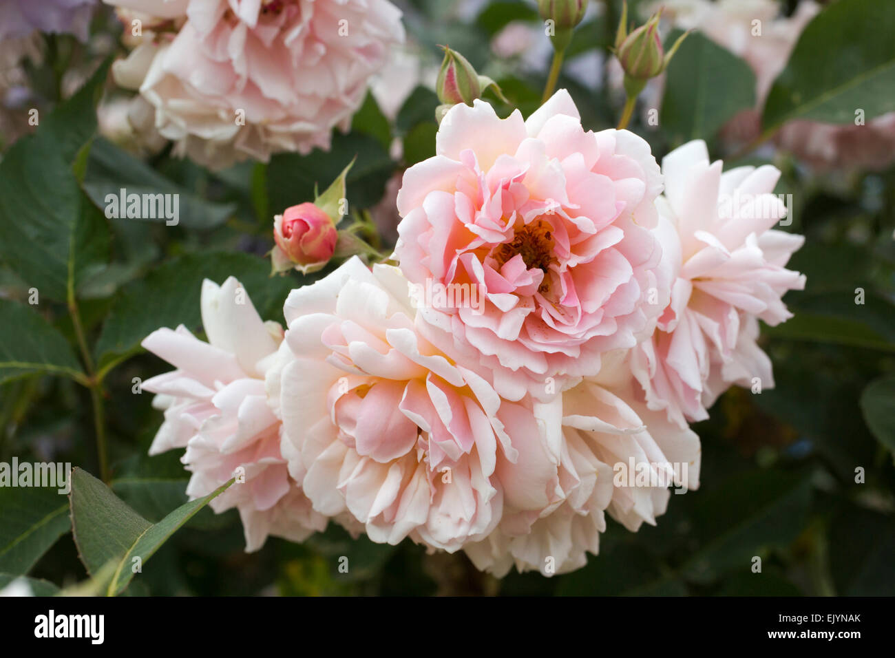Felicia rose hi-res stock photography and images - Alamy