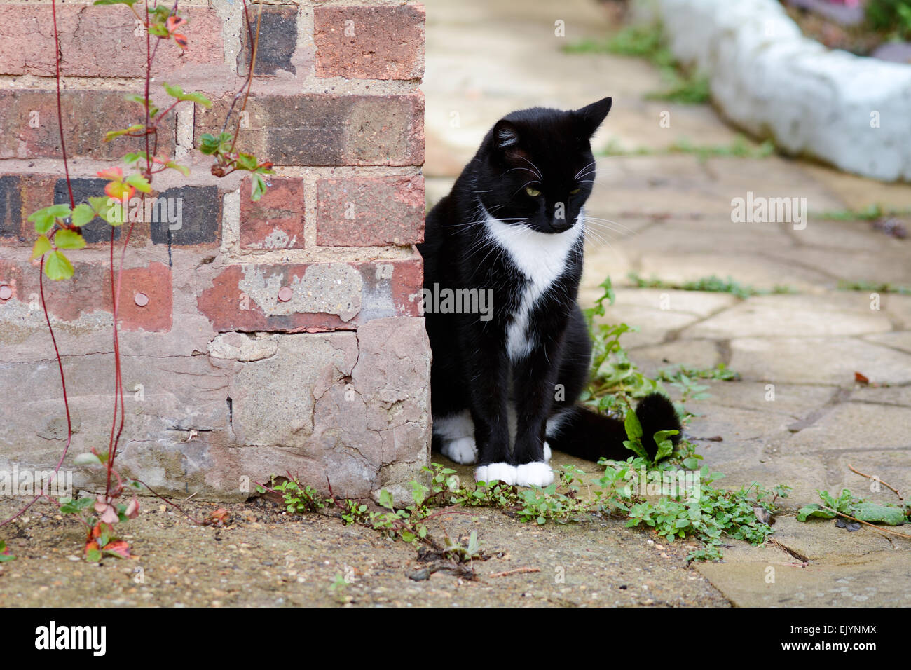 Black and white cat sat leaning against garden wall Stock Photo - Alamy
