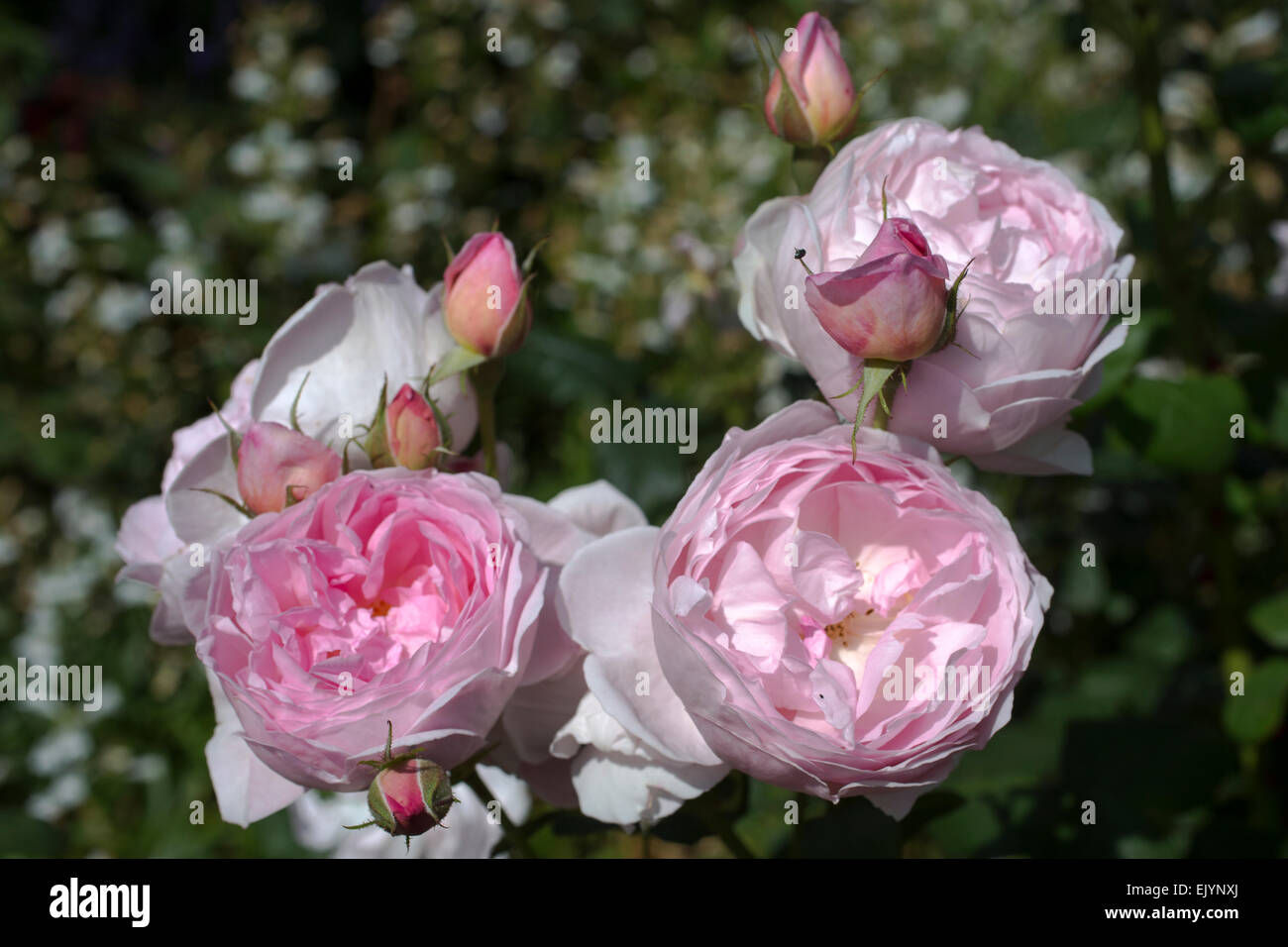 Rosa Scepter'd Isle, David Austin English Rose Stock Photo - Alamy