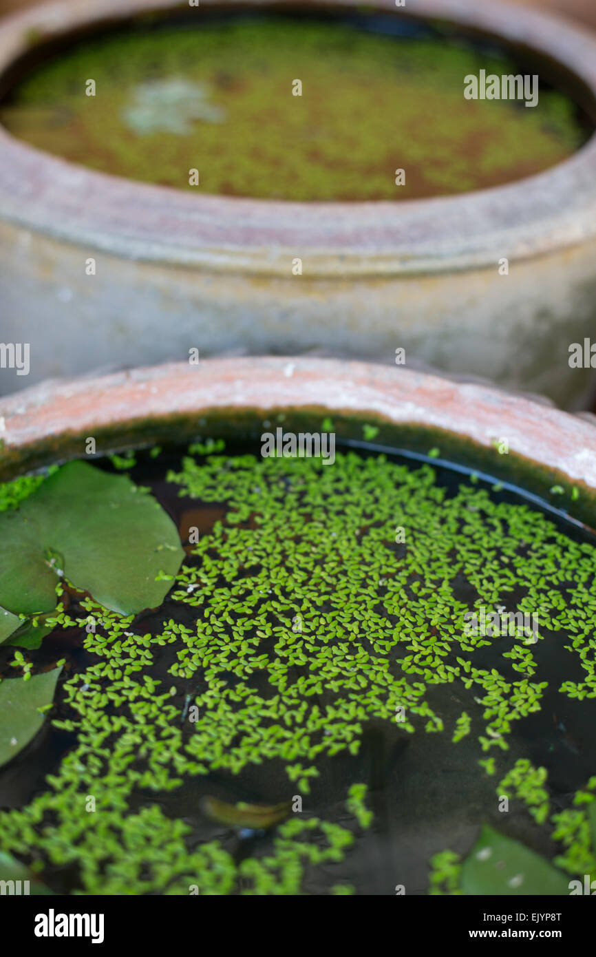 Close-up detail of ornamental ceramic pond pots with duck weed surfaces, Bangkok, Thailand. Stock Photo