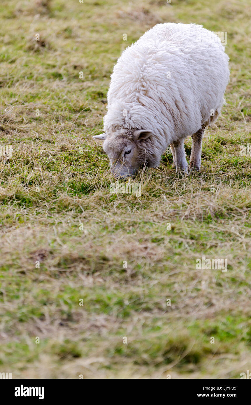 A lone sheep grazing on scrubby grass on the south downs Stock Photo