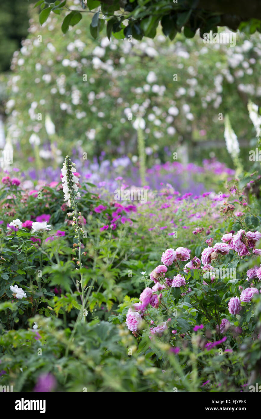 English rose garden in summer Stock Photo