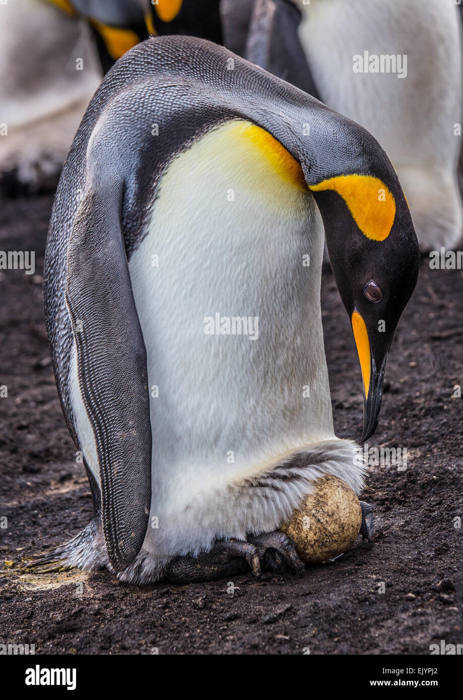 A King Penguin with Egg Stock Photo