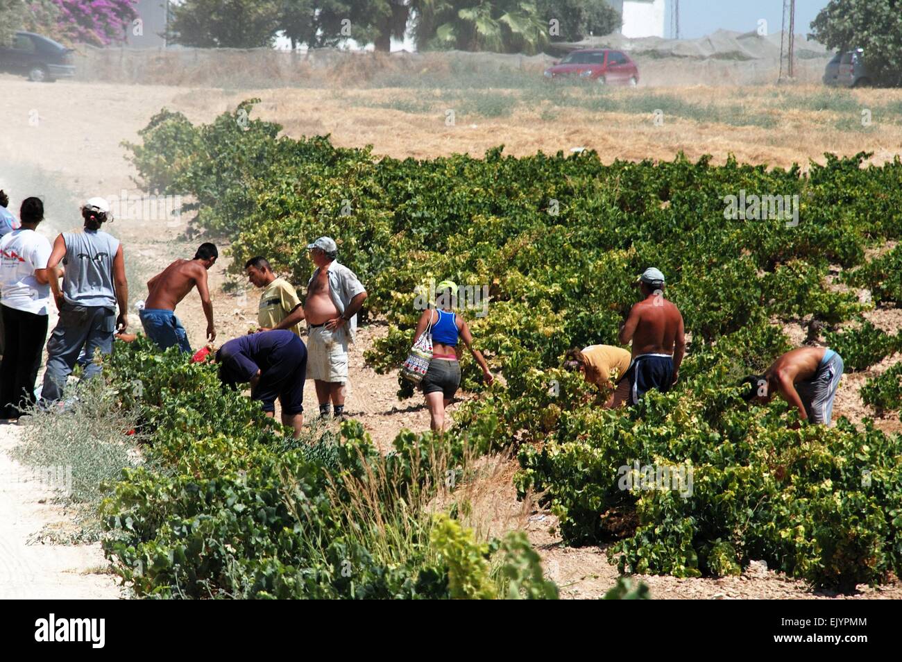Grape pickers in a vineyard, Montilla, Cordoba Province, Andalusia, Spain, Western Europe. Stock Photo