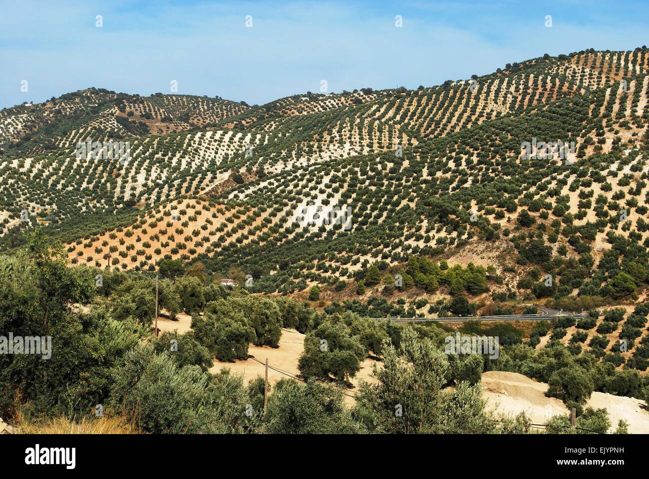 Spanish olive groves on the mountainsides, Between Iznajar and