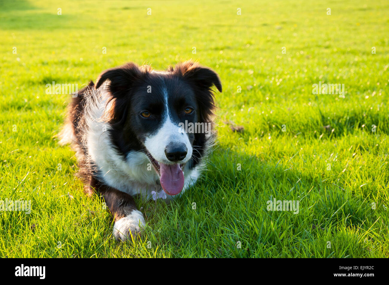 A panting Border Collie dog in a field with green grass in warm afternoon sunlight. Stock Photo