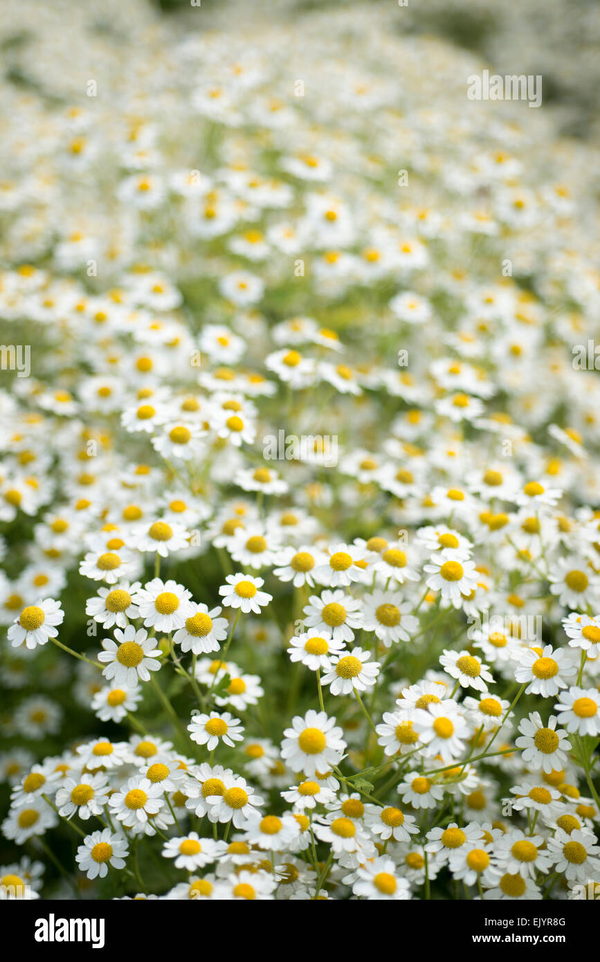 Field of summer annual flower feverfew Stock Photo