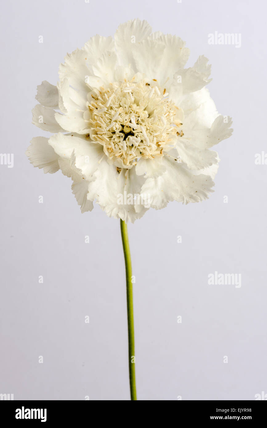 Scabiosa, pin cushion flower, single bloom Stock Photo