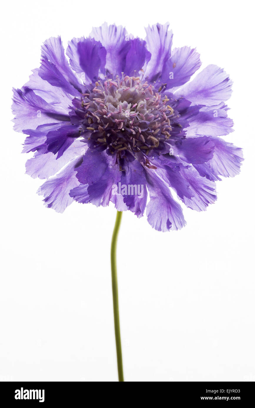 Scabiola, pin cusion flower, single bloom Stock Photo