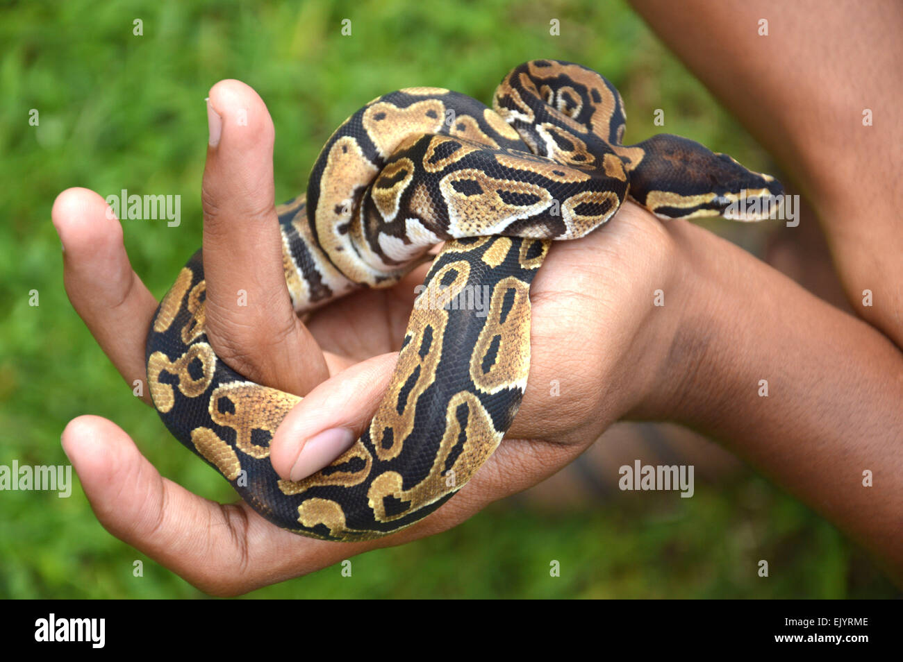 Man with snake tongue hi-res stock photography and images - Alamy