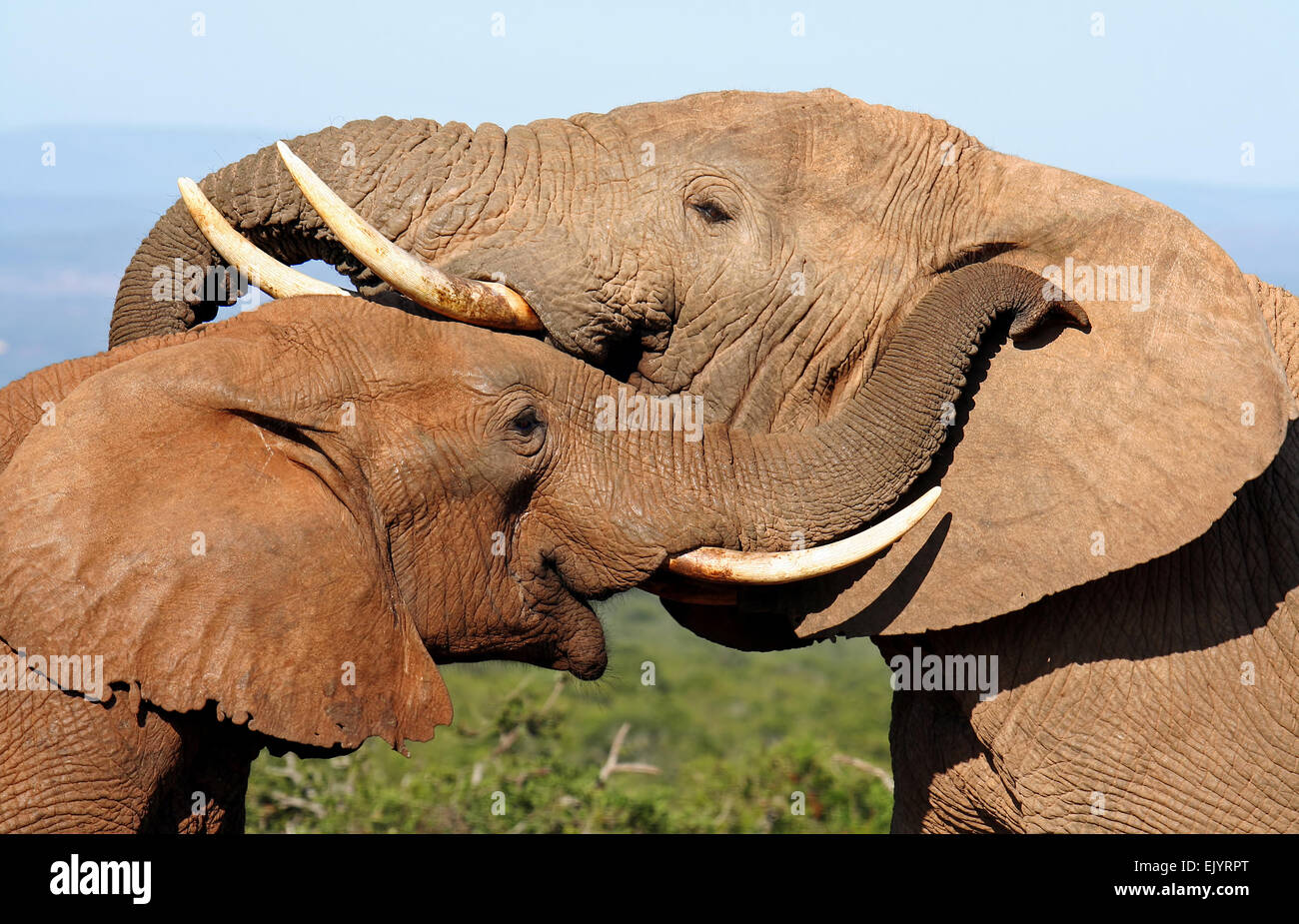 loving elephants, south africa, wildlife Stock Photo