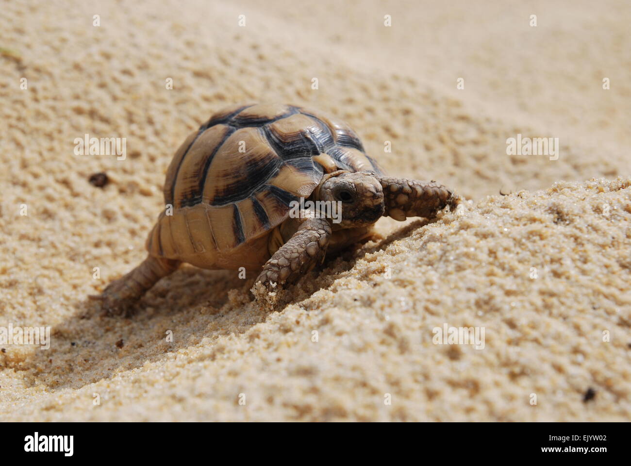 Egyptian tortoise Stock Photo