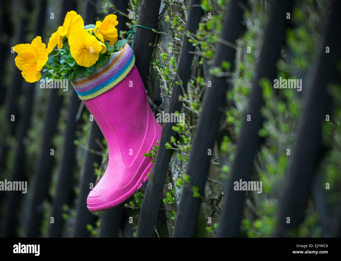 Straupitz, Germany. 1st Apr, 2015. A child's wellington boot, planted with pansies, hangs from a garden fence in Straupitz, Germany, 1 April 2015. Photo: Patrick Pleul/dpa/Alamy Live News Stock Photo