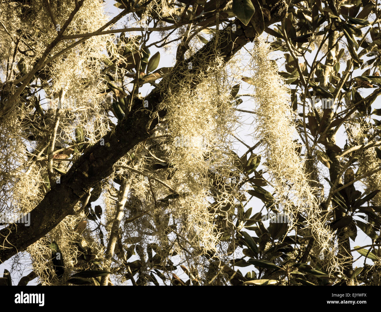 Spanish Moss Hanging in Southern Live Oak Tree, Tampa, FL Stock Photo
