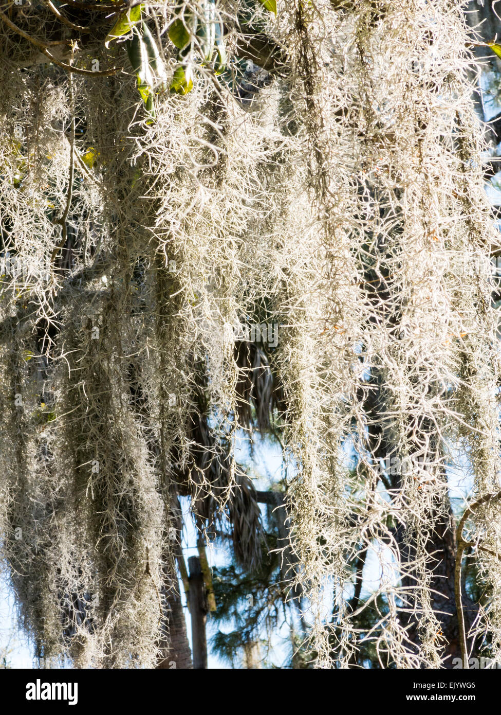 Live oak tree with spanish moss hires stock photography and images Alamy