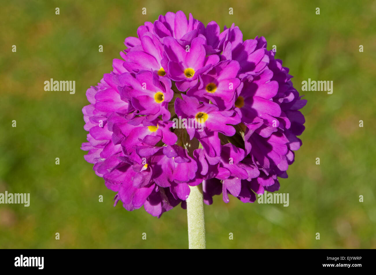 Drumstick Primula Flower Stock Photo