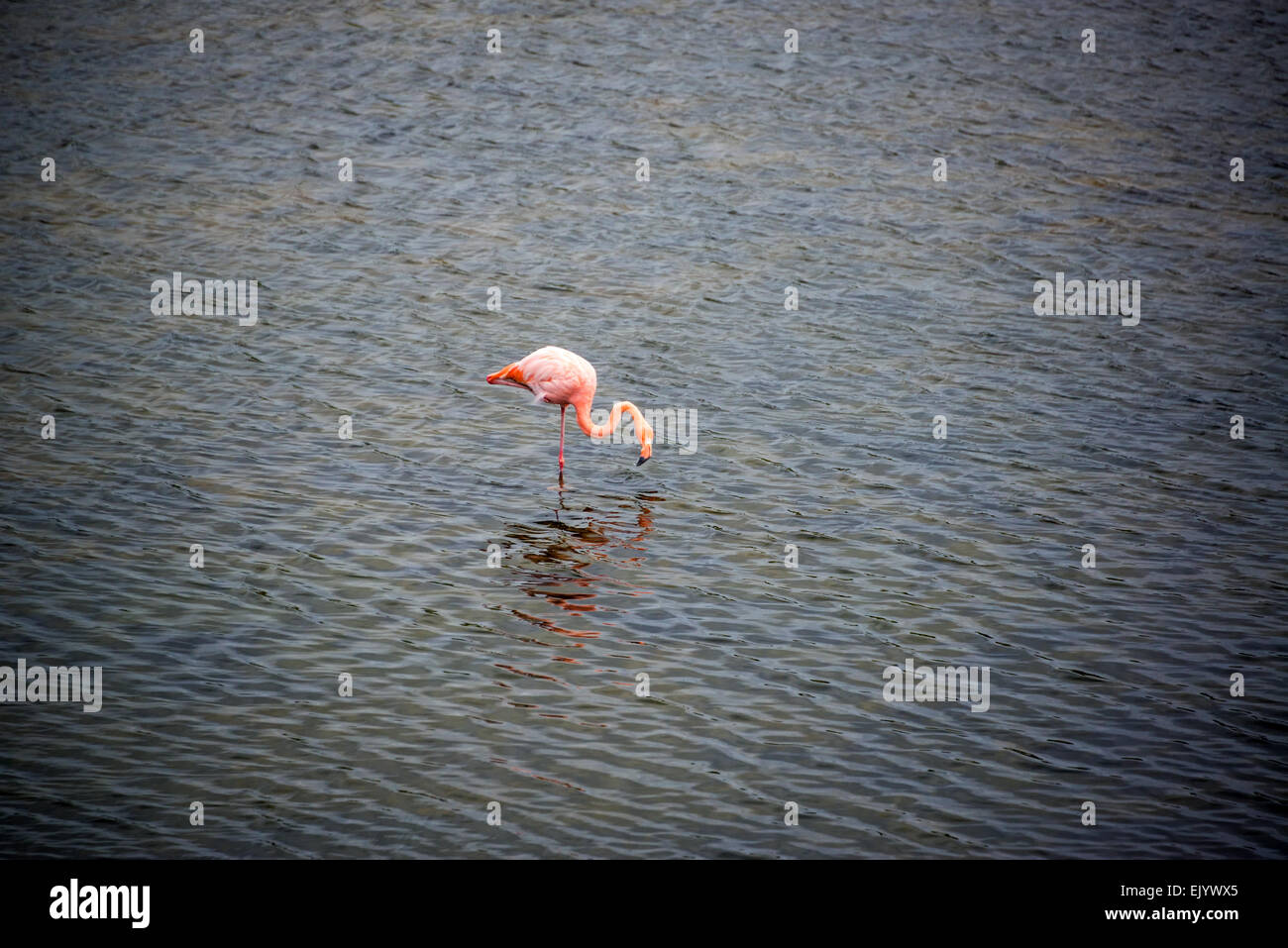 Pink flamingo in a pond on Isabela Island in the Galapagos Islands in Ecuador Stock Photo
