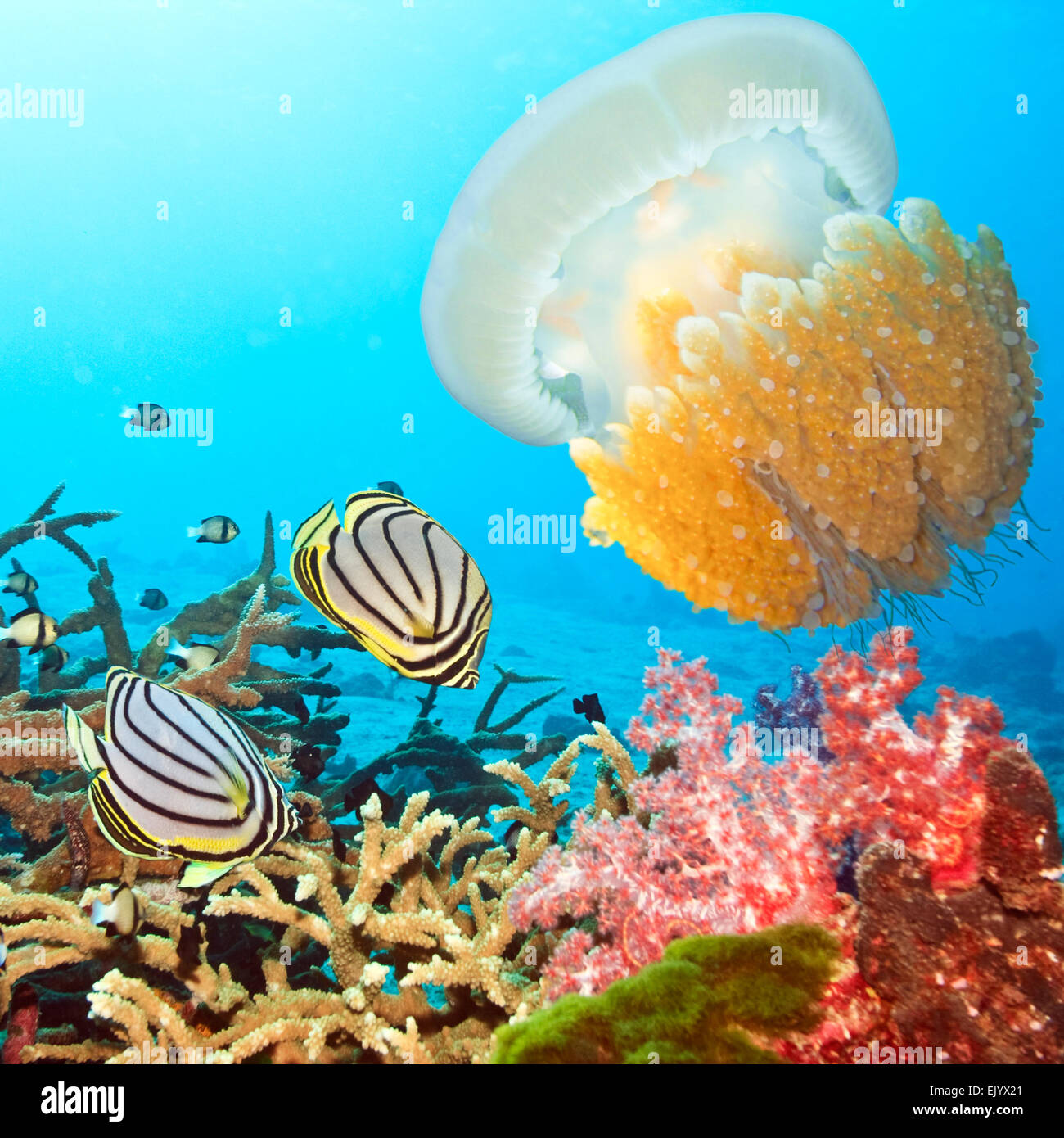 Underwater landscape with couple of  Butterflyfishes and jellyfish Stock Photo