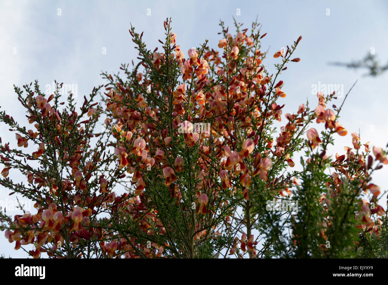 A  cultivated broom (Cytisus scoparius) bush with variegated flowers Stock Photo