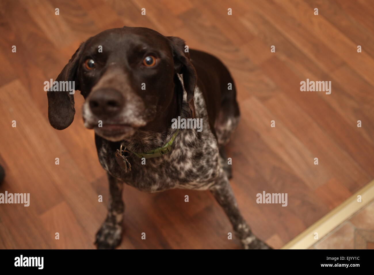 German short-haired pointer begging for a cookie Stock Photo