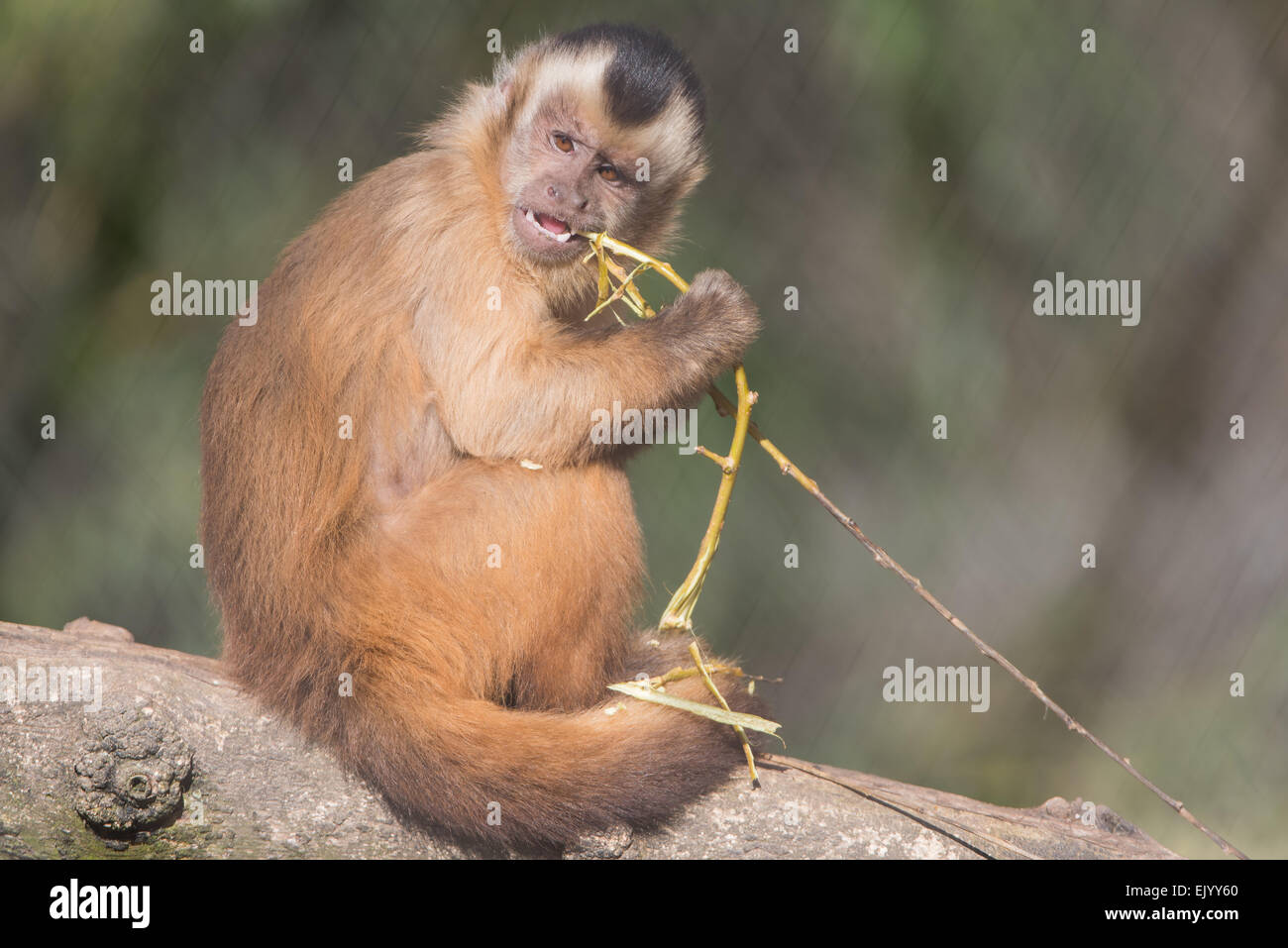 cebus apella,Tufted capuchin,Gehaubter Kapuziner Stock Photo