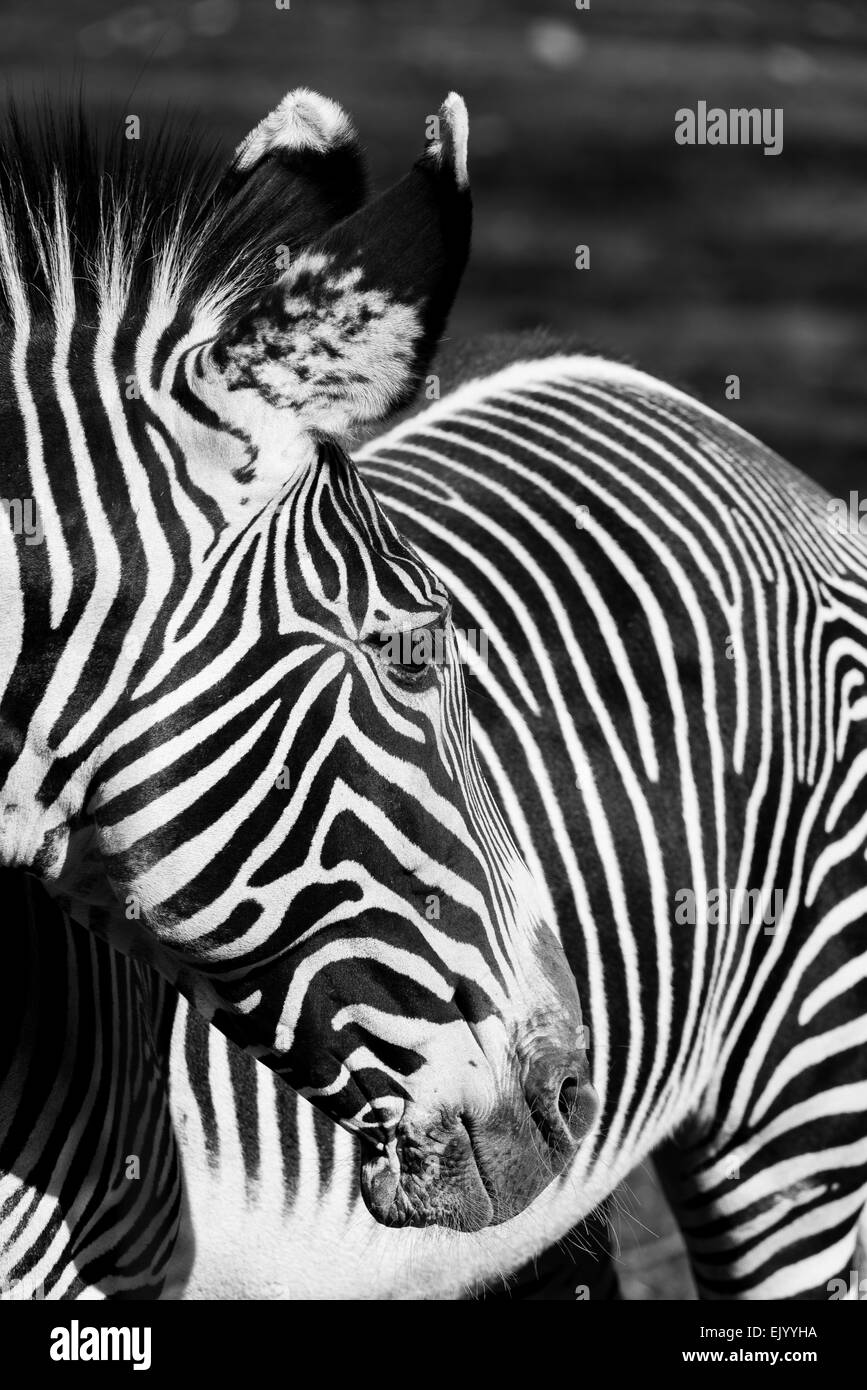 equus quagga,Zebra,Plains zebra, Stock Photo