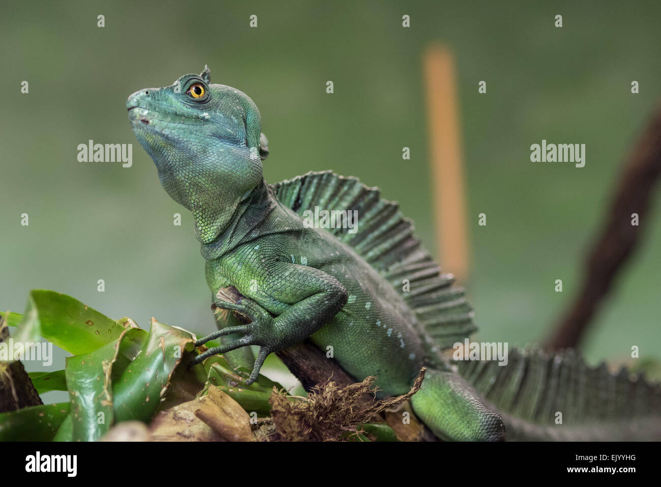 Stirnlappenbasilisk,Plumed Basilisk,Basiliscus plumifrons, Stock Photo