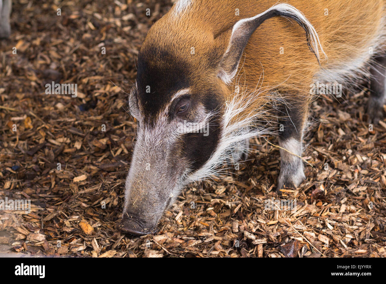 Long nose hog hi-res stock photography and images - Alamy Long nose hog hi-res stock photography and images - Alamy