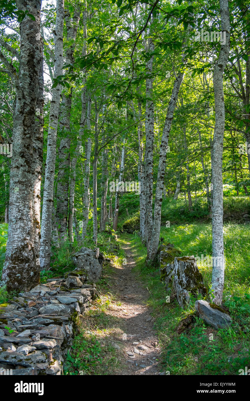 Woodland track trail hi-res stock photography and images - Alamy