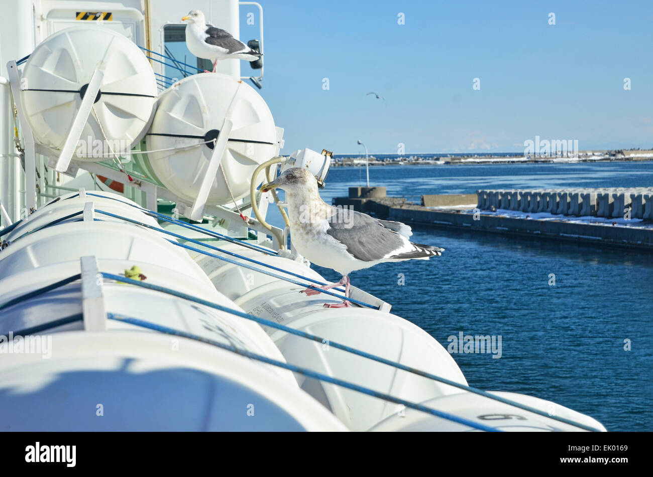 Seagull Is Waiting To Be Fed Up Stock Photo Alamy seagull-is-waiting-to-be-fed-up-stock-photo-alamy