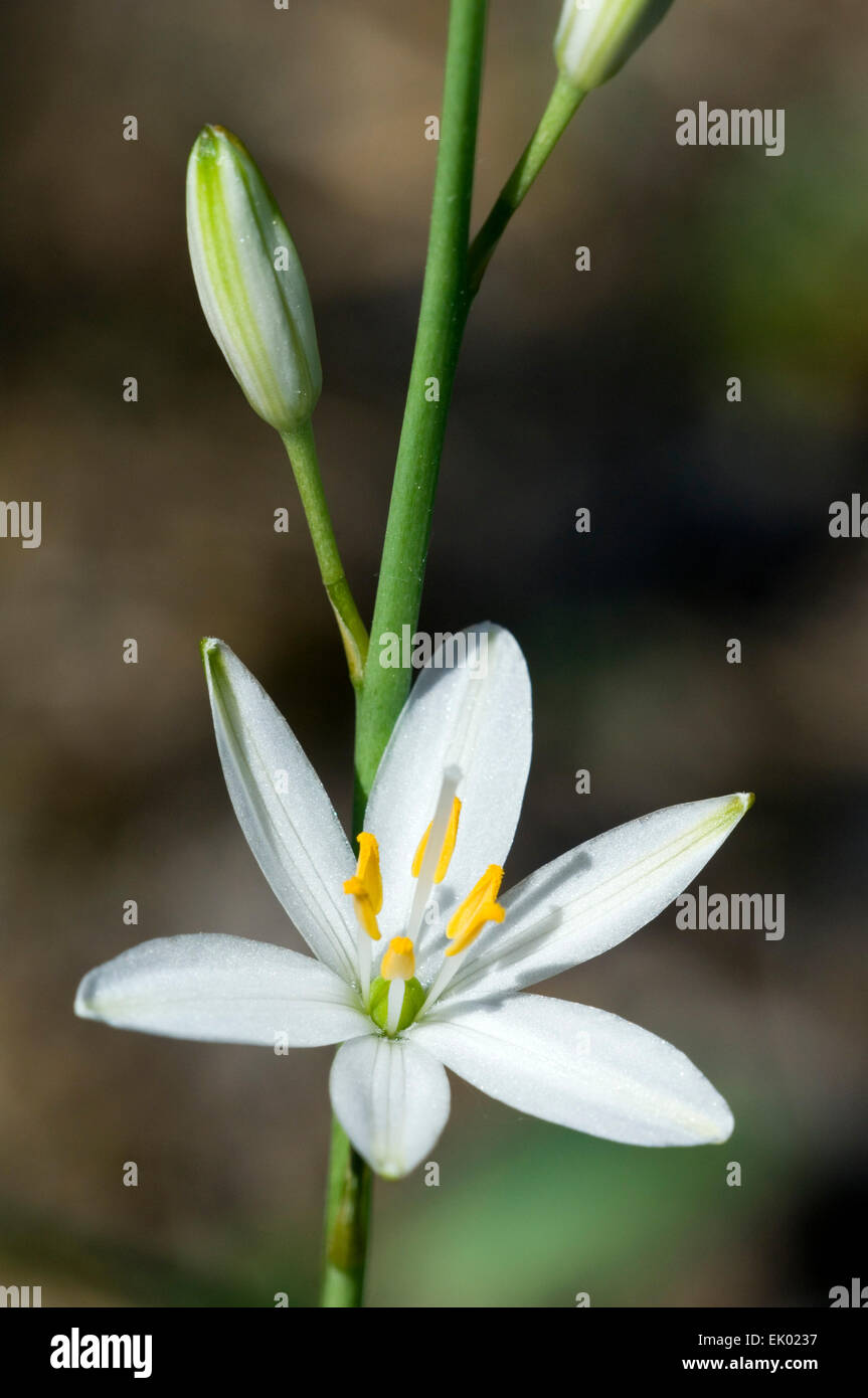 Star of Bethlehem / Star-of-Bethlehem / grass lily (Ornithogalum umbellatum) in flower Stock Photo