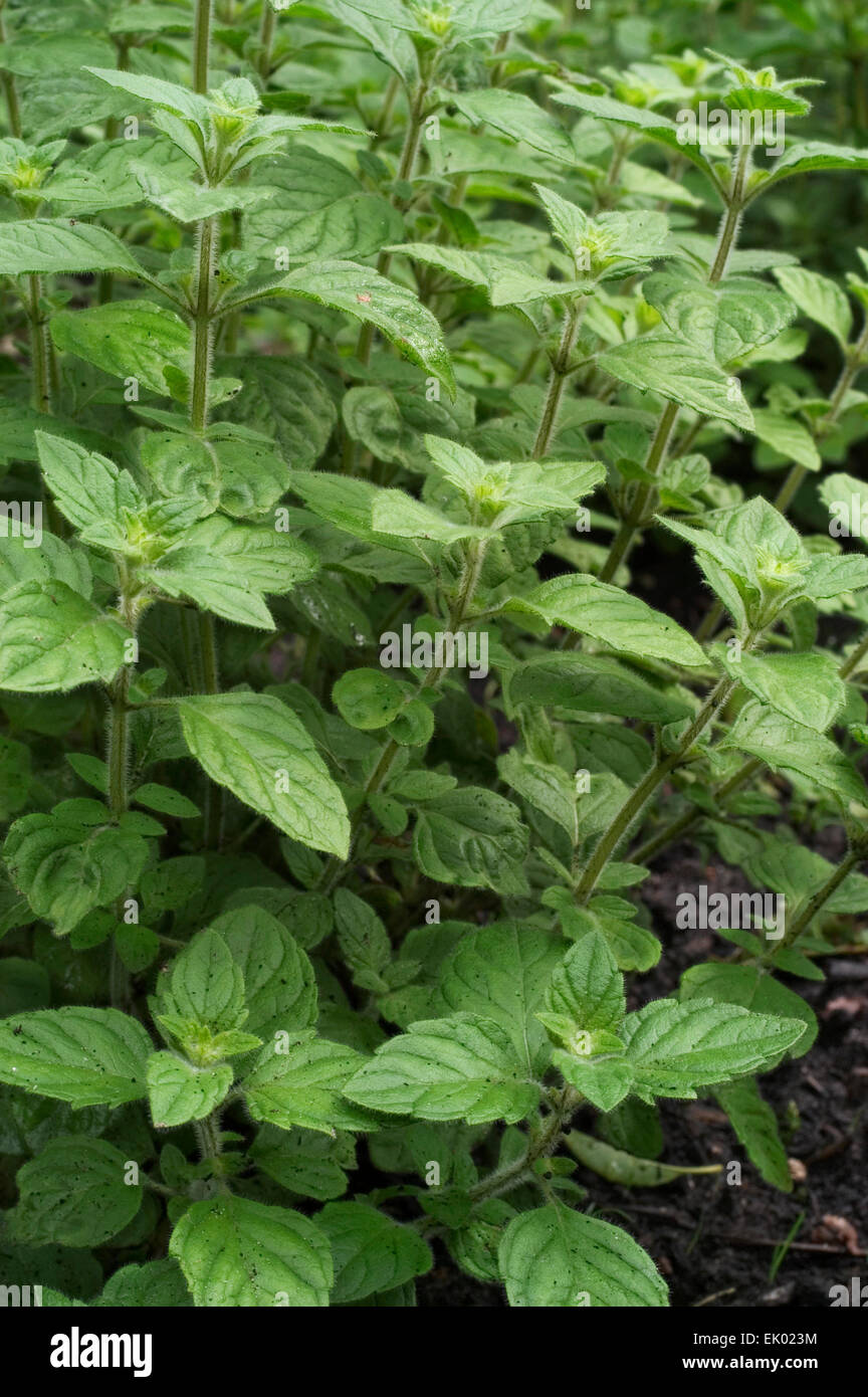 Basil thyme (Clinopodium acinos / Calamintha acinos / Satureja acinos) close up of leaves Stock Photo