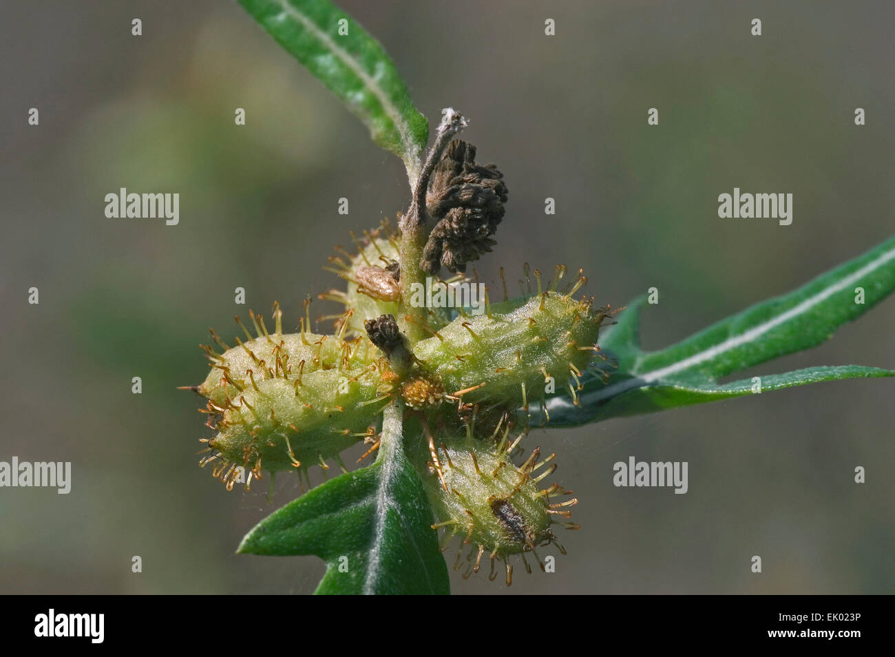 Spiny cocklebur / prickly burweed / Bathurst burr (Xanthium spinosum) Stock Photo