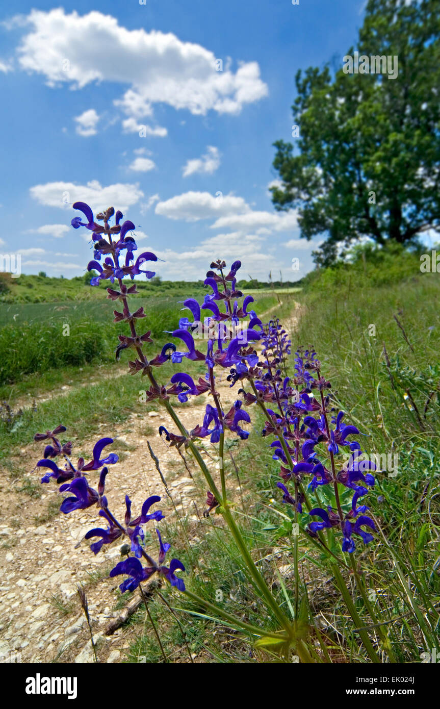 Meadow clary / meadow sage (Salvia pratensis) in flower in rural