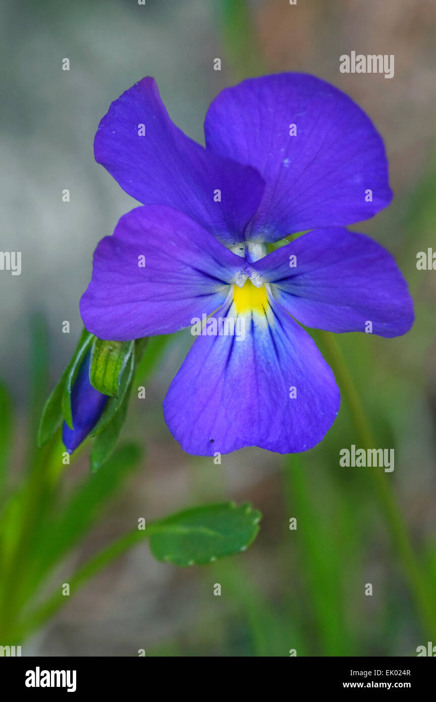 Long-spurred pansy / long-spurred violet / mountain violets (Viola calcarata) in flower Stock Photo