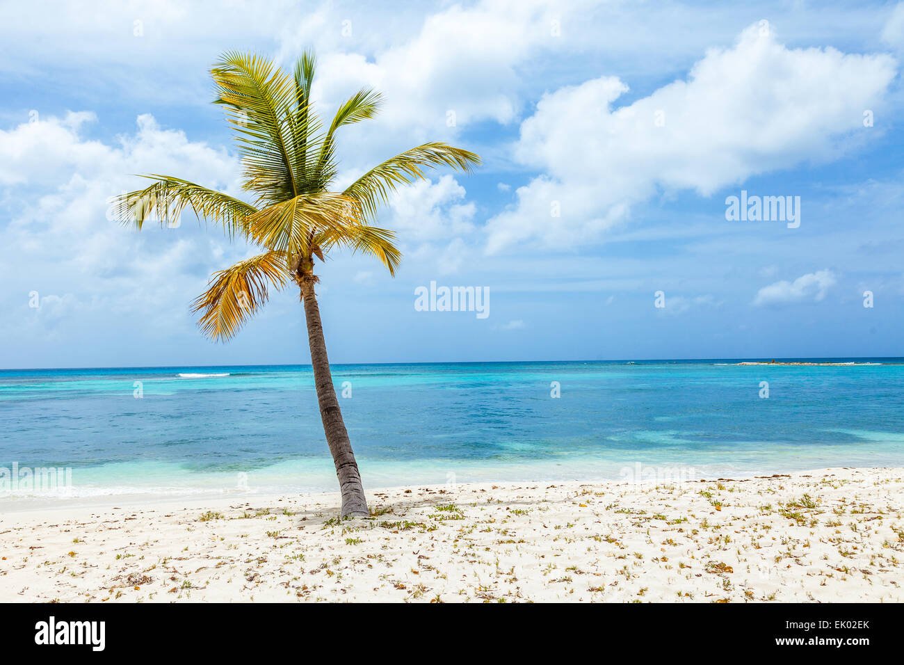 Single palm tree on tropical beach on Mustique Island. Stock Photo