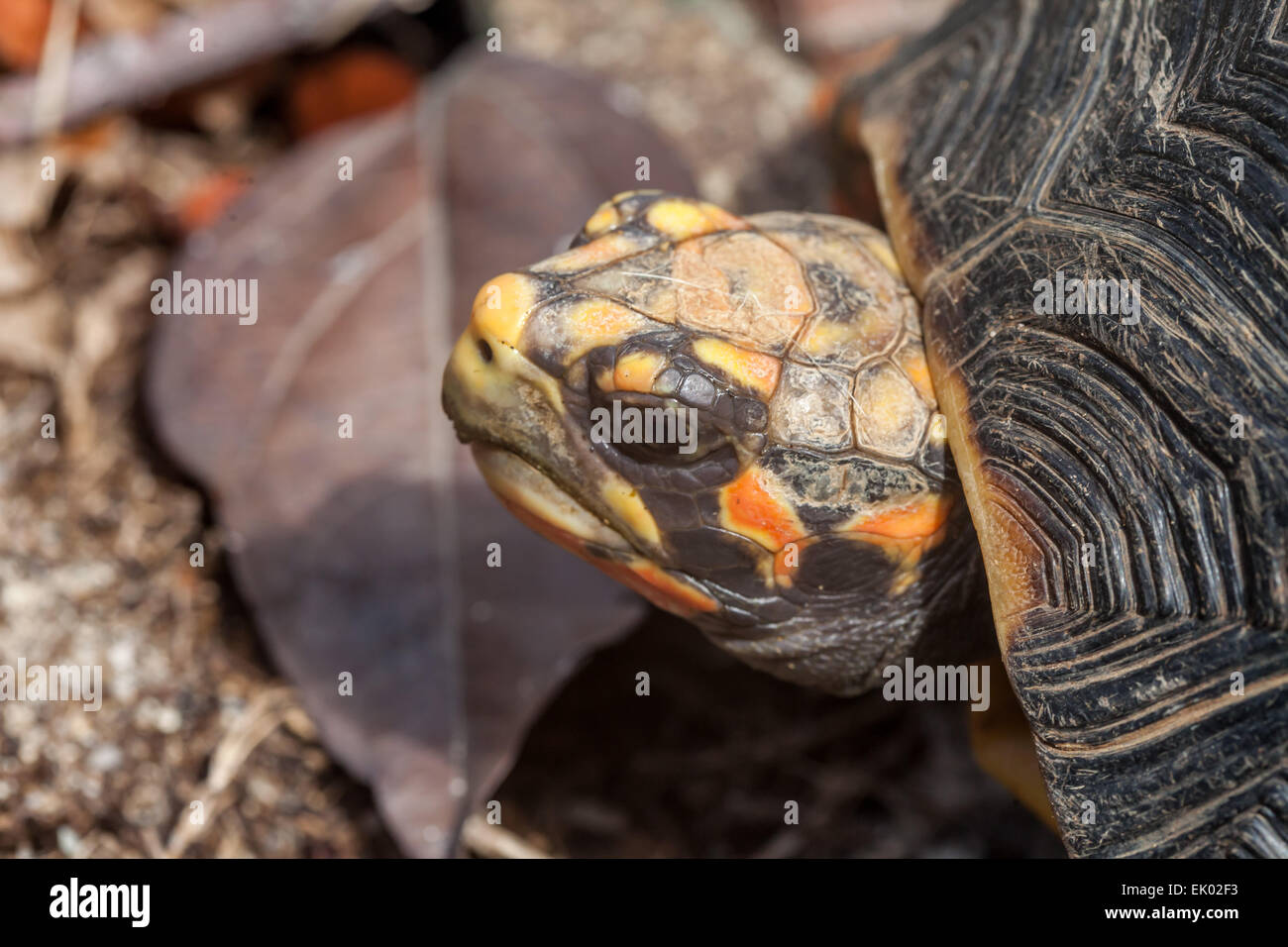 Closeup of Turtles Head Stock Photo