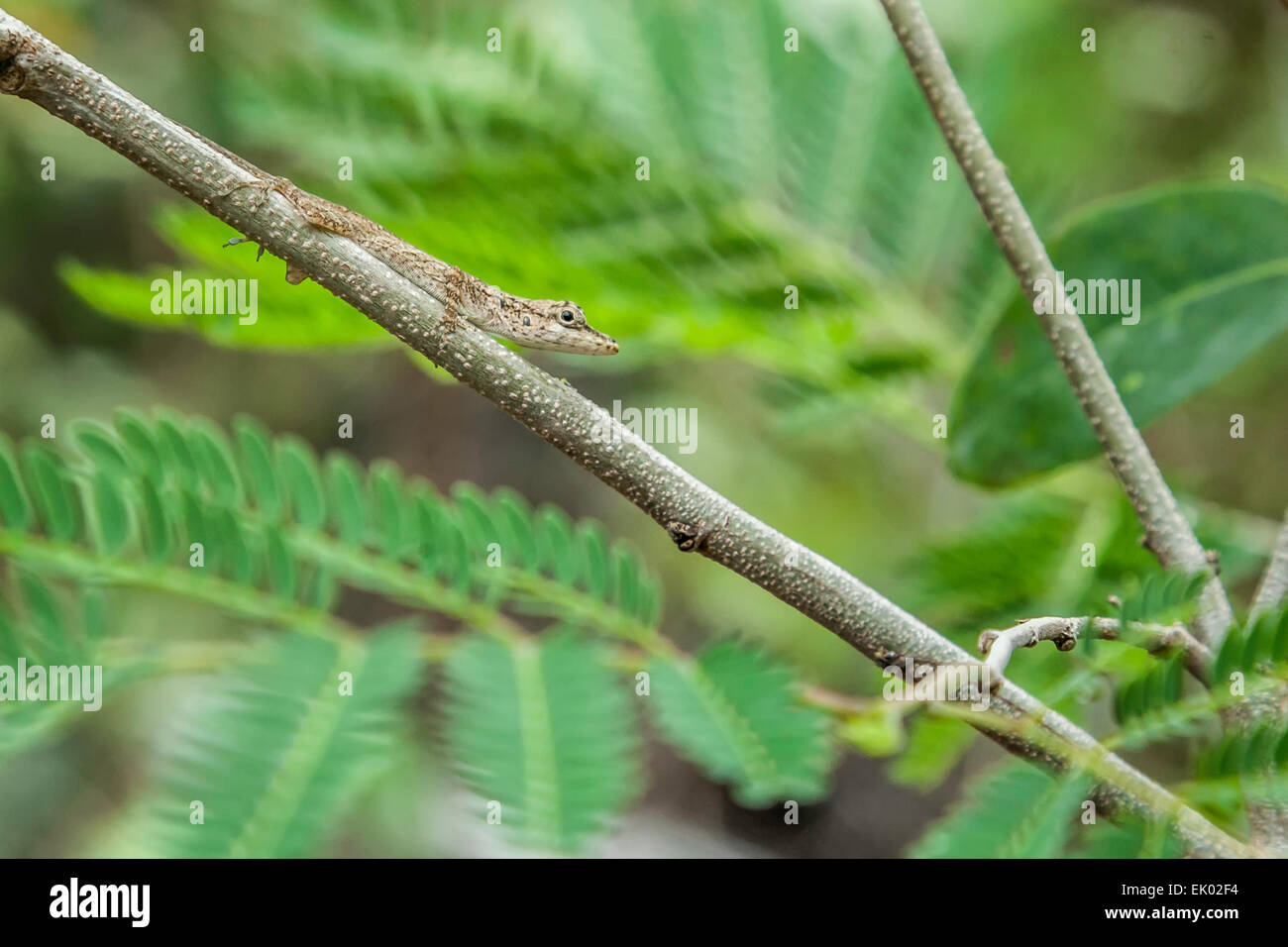 Closeup of Green Lizard Sitting on Branch. Stock Photo