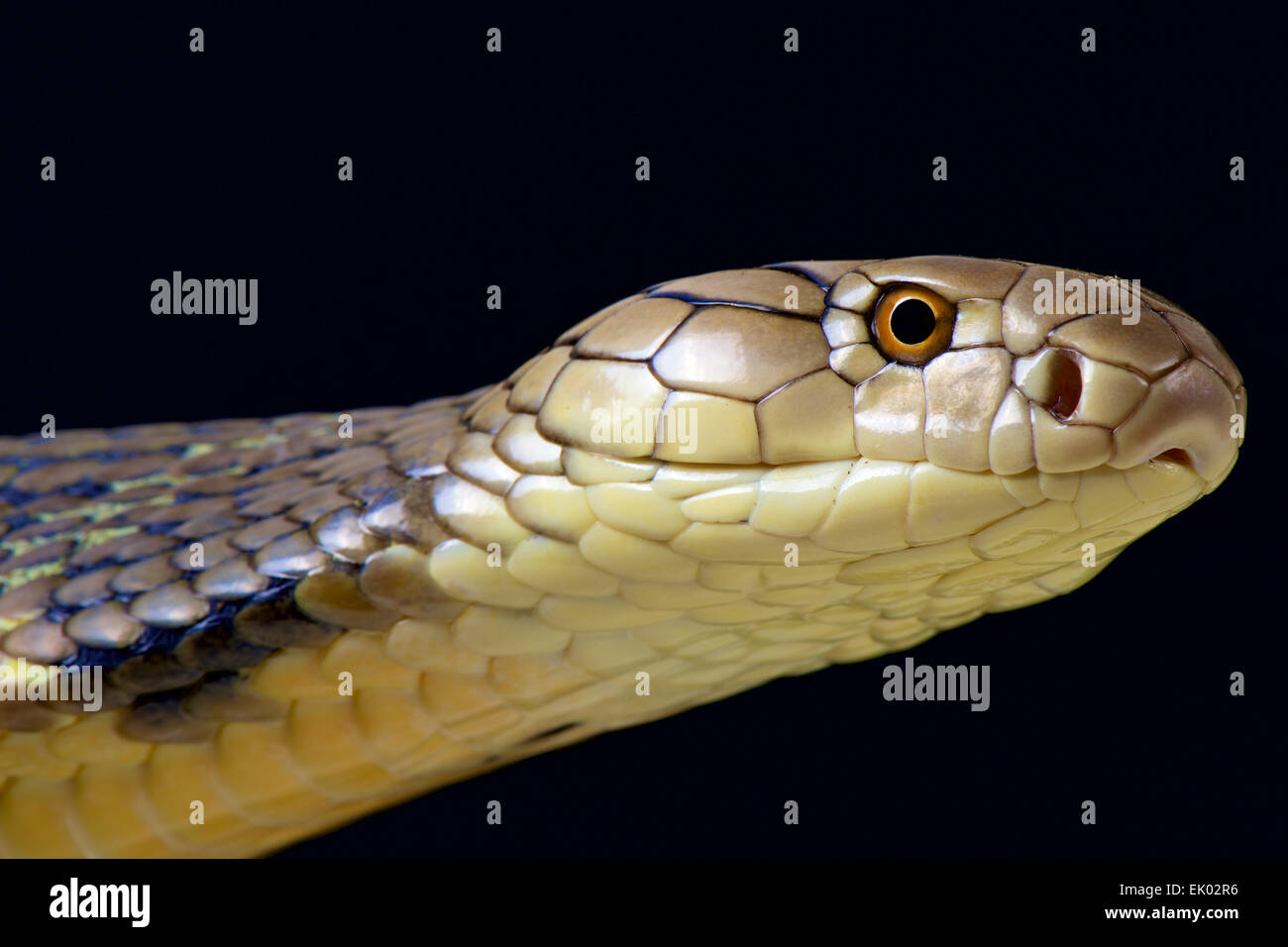 King Cobra (Ophiophagus hannah). Stock Photo